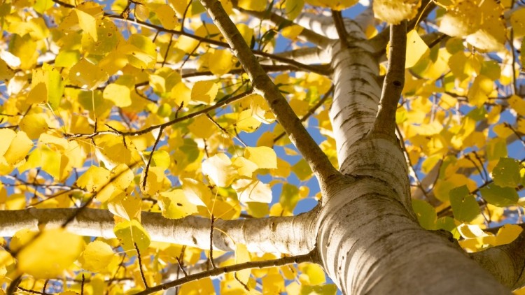 aspen populus tremula