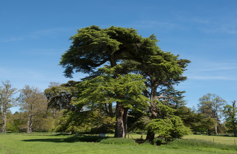 common trees in uk