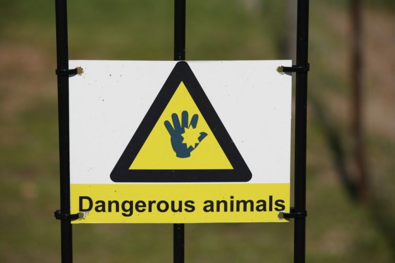 6 Most Dangerous Animals in the UK