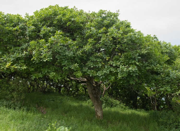 sessile oak quercus petraea