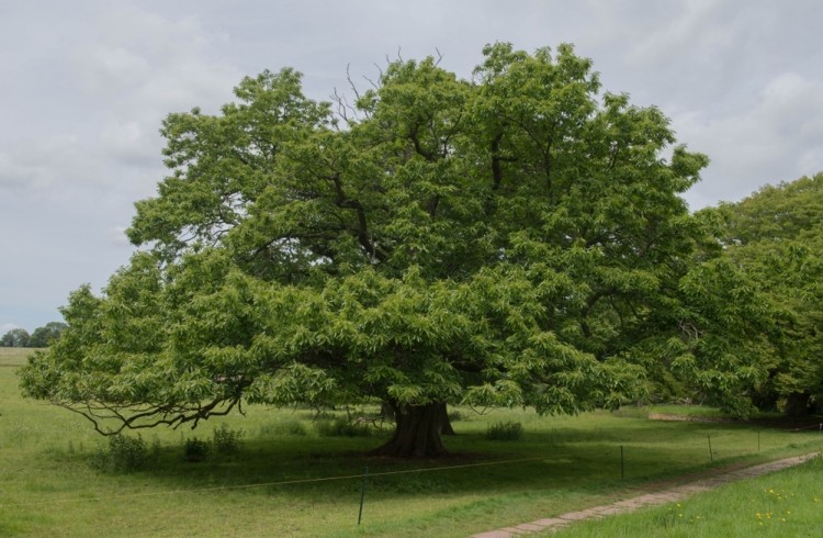 sweet chestnut