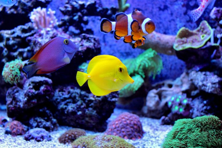 ᐈ Top 10 Best Aquariums to Visit in the UK