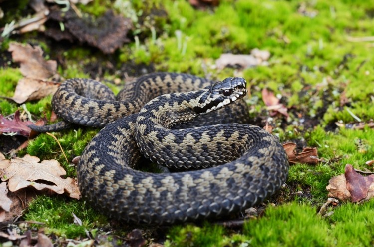 Adders