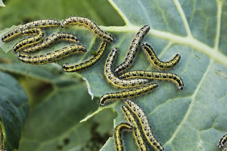 hairy caterpillars